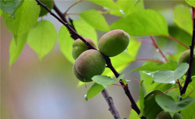 梅雨季節(jié)，養(yǎng)花怎么做？