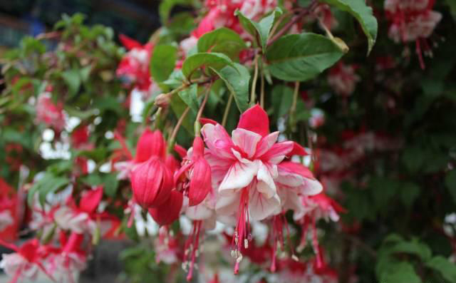 梅雨季節(jié)，養(yǎng)花怎么做？