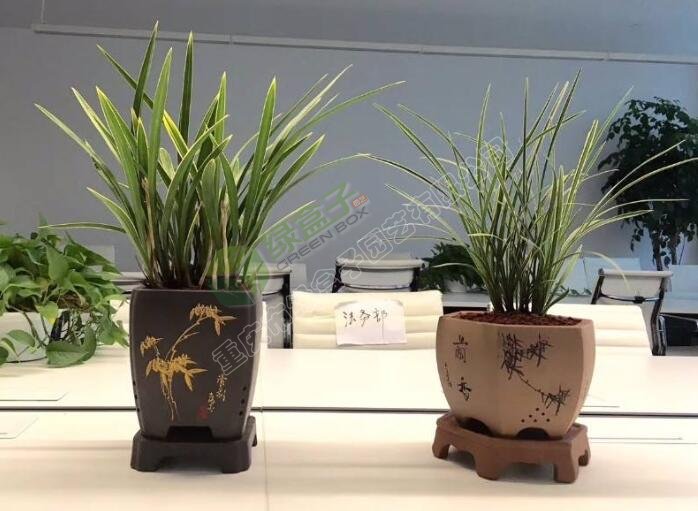 室內(nèi)植物租賃.jpg